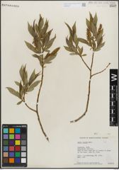 Foto von Salix lucida Muhl.